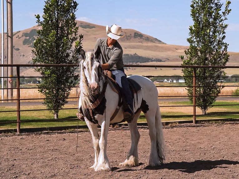 Gypsy Horse Mare 19 years 15,2 hh in Smithfield, UT