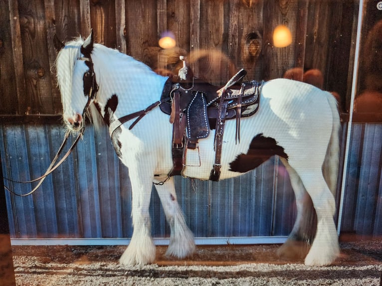 Gypsy Horse Mare 19 years 15,2 hh in Smithfield, UT
