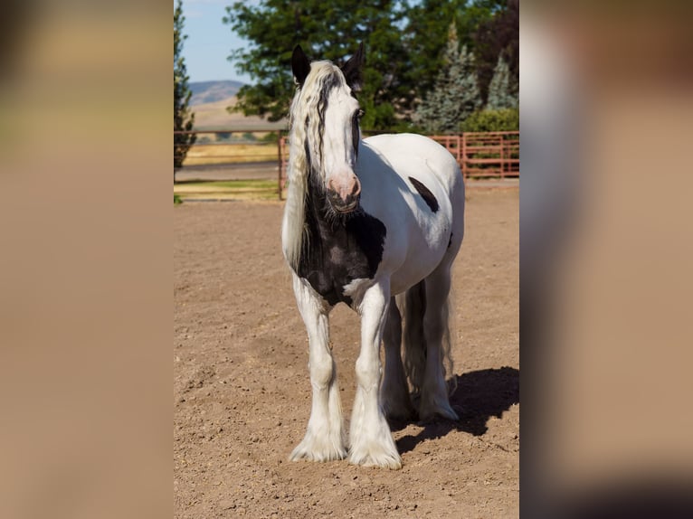 Gypsy Horse Mare 19 years 15,2 hh in Smithfield, UT
