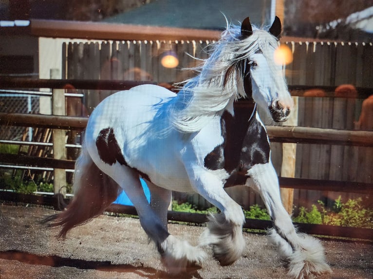 Gypsy Horse Mare 19 years 15,2 hh in Smithfield, UT