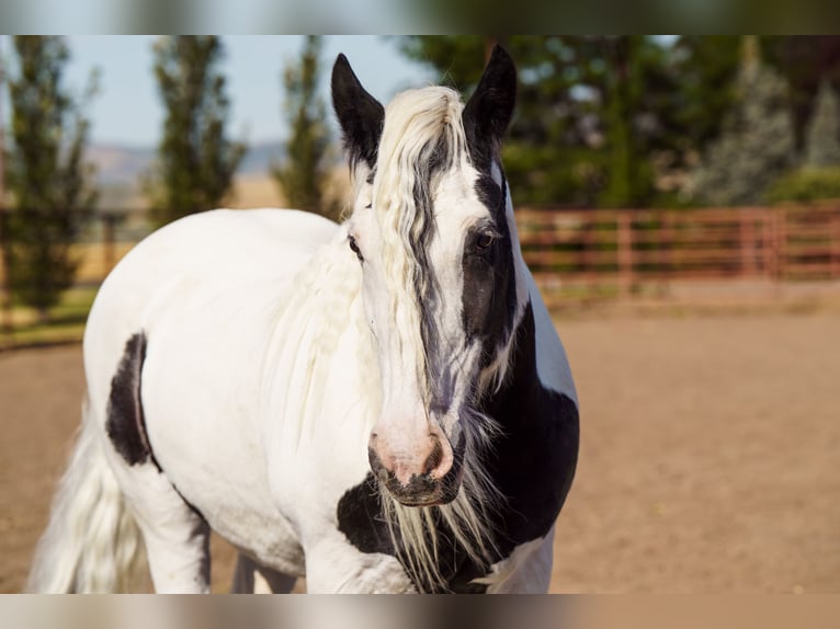Gypsy Horse Mare 19 years 15,2 hh in Smithfield, UT