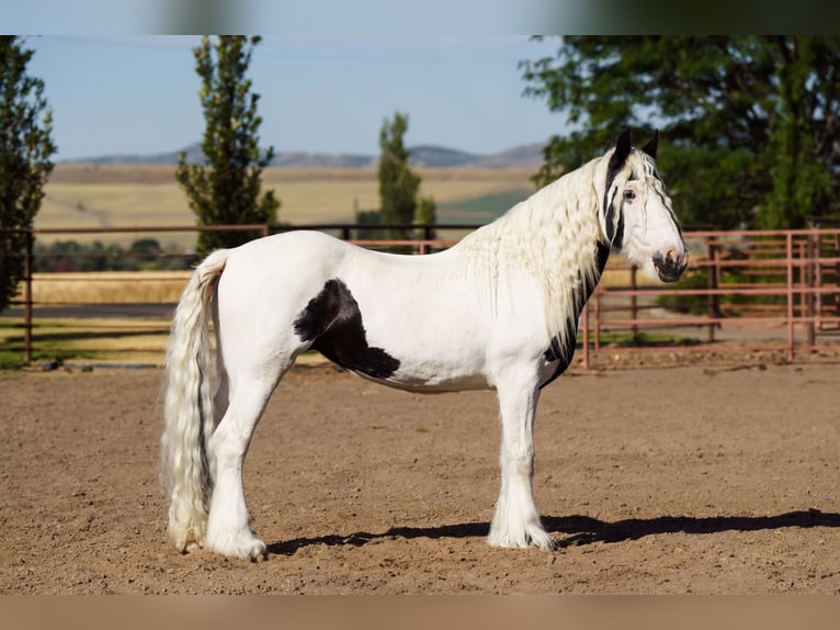 Gypsy Horse Mare 19 years 15,2 hh in Smithfield, UT