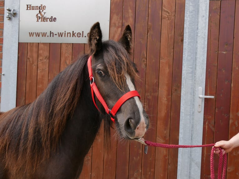 Gypsy Horse Mare 1 year 11,1 hh in Dorsten