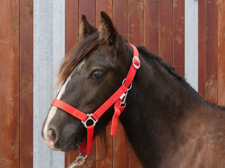 Gypsy Horse Mare 1 year 11,1 hh in Dorsten