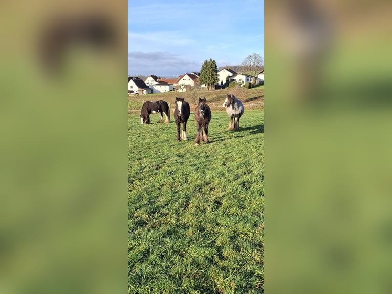 Gypsy Horse Mare 1 year 11,2 hh Leopard-Piebald in Trendelburg