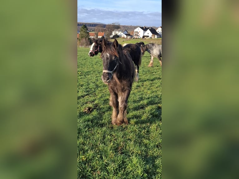 Gypsy Horse Mare 1 year 11,2 hh Leopard-Piebald in Trendelburg