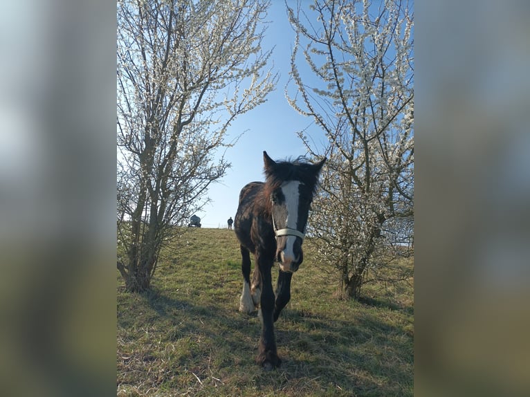 Gypsy Horse Mix Mare 1 year 13,2 hh Bay-Dark in Büdingen