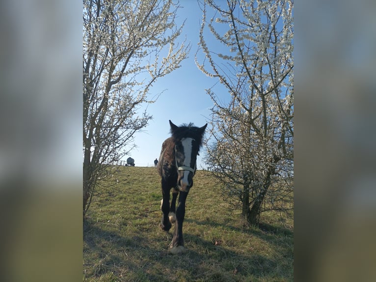 Gypsy Horse Mix Mare 1 year 13,2 hh Bay-Dark in Büdingen