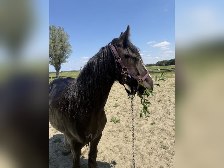 Gypsy Horse Mare 1 year 13.2 hh Smoky-Black in Zwartewaal