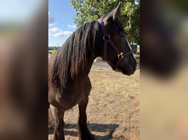 Gypsy Horse Mare 1 year 13.2 hh Smoky-Black in Zwartewaal