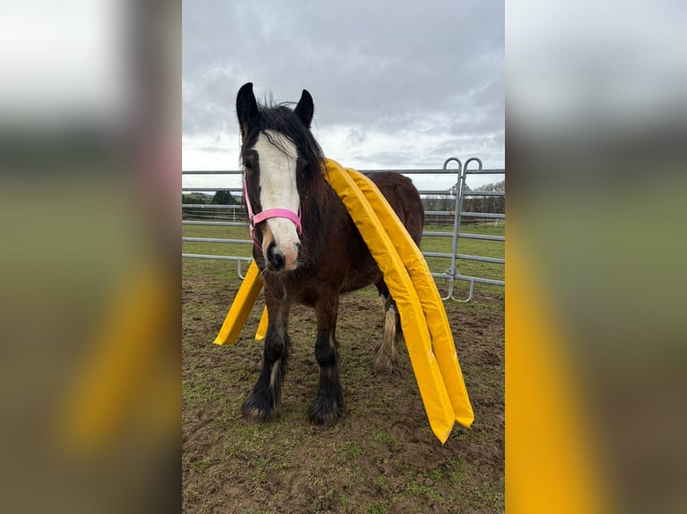Gypsy Horse Mare 1 year 13,3 hh Brown in Bad Neuenahr-Ahrweiler