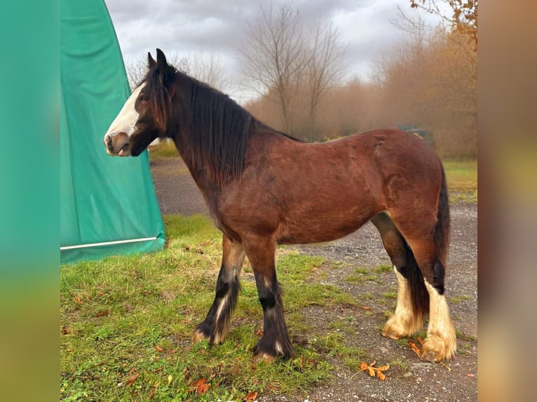 Gypsy Horse Mare 1 year 13,3 hh Brown in Bad Neuenahr-Ahrweiler