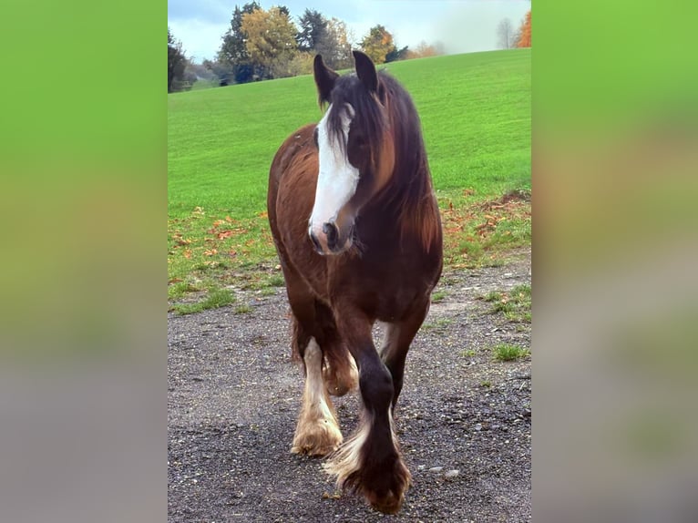 Gypsy Horse Mare 1 year 13,3 hh Brown in Bad Neuenahr-Ahrweiler