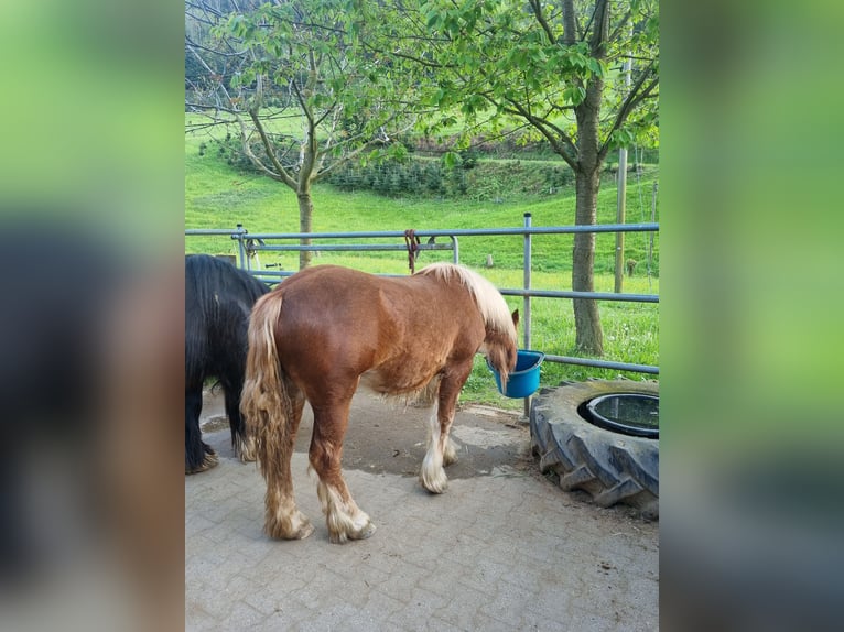 Gypsy Horse Mix Mare 1 year 14,1 hh Chestnut-Red in Mühlenbach