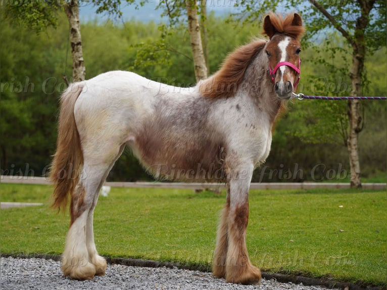 Gypsy Horse Mare 1 year 14.2 hh Roan-Red in kerry