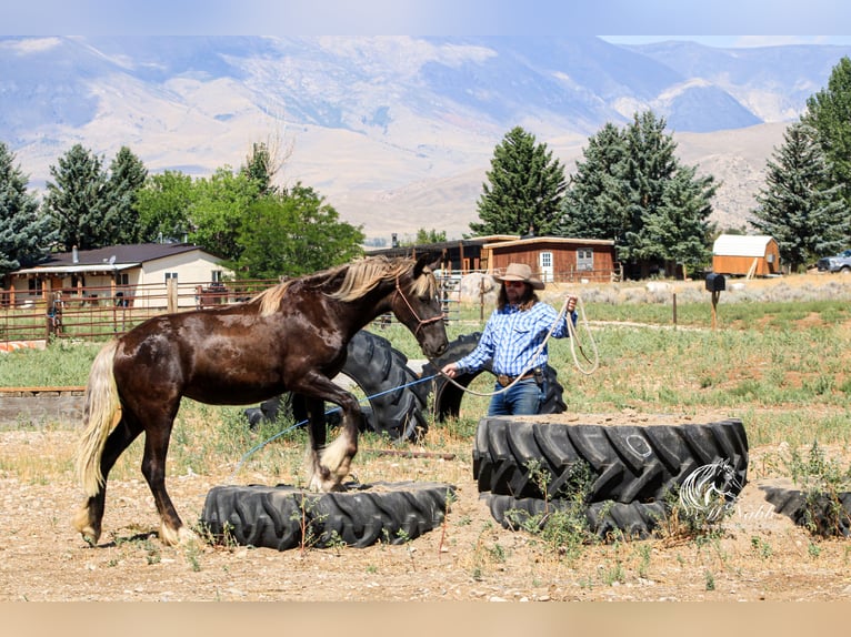 Gypsy Horse Mix Mare 1 year 14 hh Black in Cody