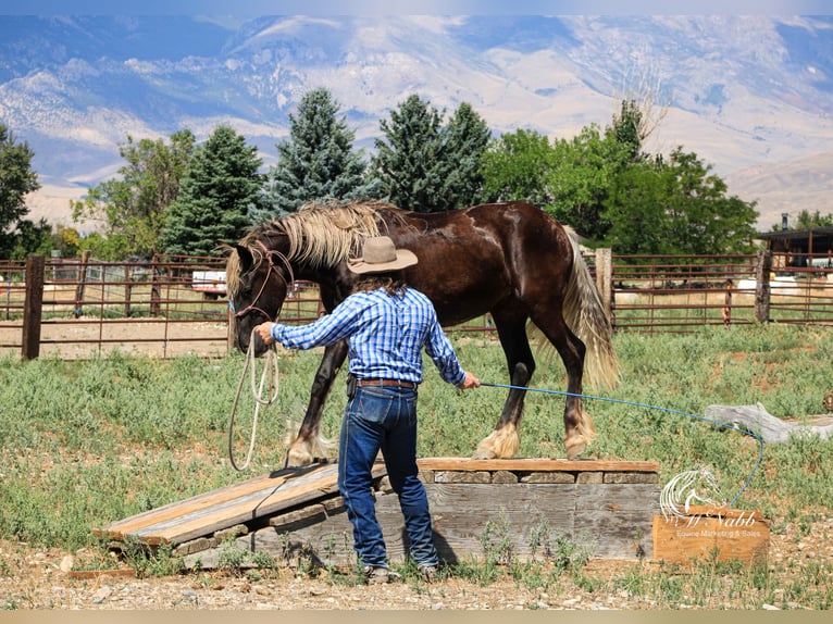 Gypsy Horse Mix Mare 1 year 14 hh Black in Cody