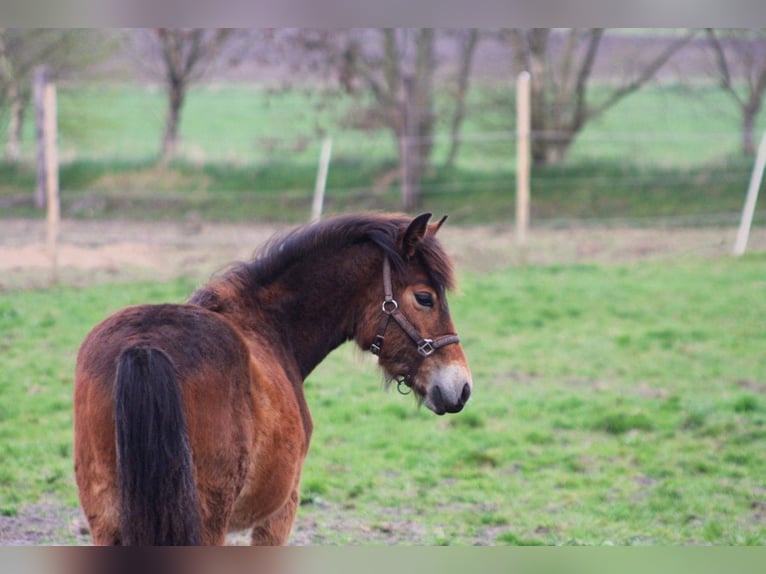 Gypsy Horse Mix Mare 1 year 14,1 hh Brown in Bredstedt