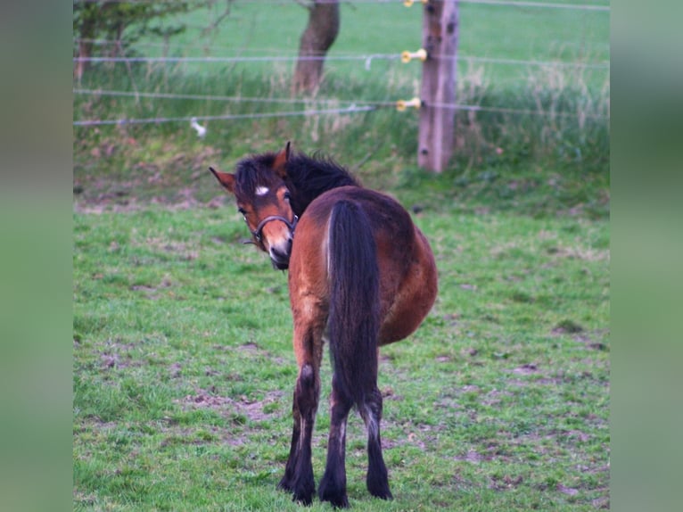 Gypsy Horse Mix Mare 1 year 14,1 hh Brown in Bredstedt