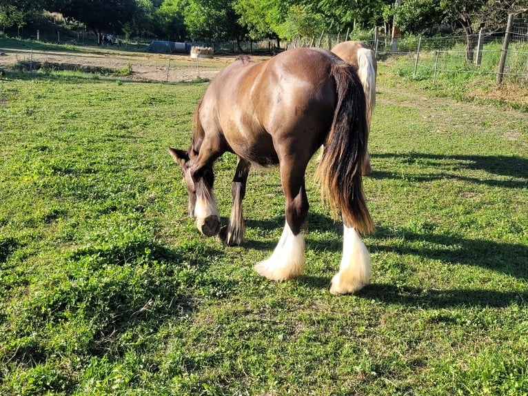 Gypsy Horse Mare 1 year 14,2 hh in Hossz&#xFA;het&#xE9;ny