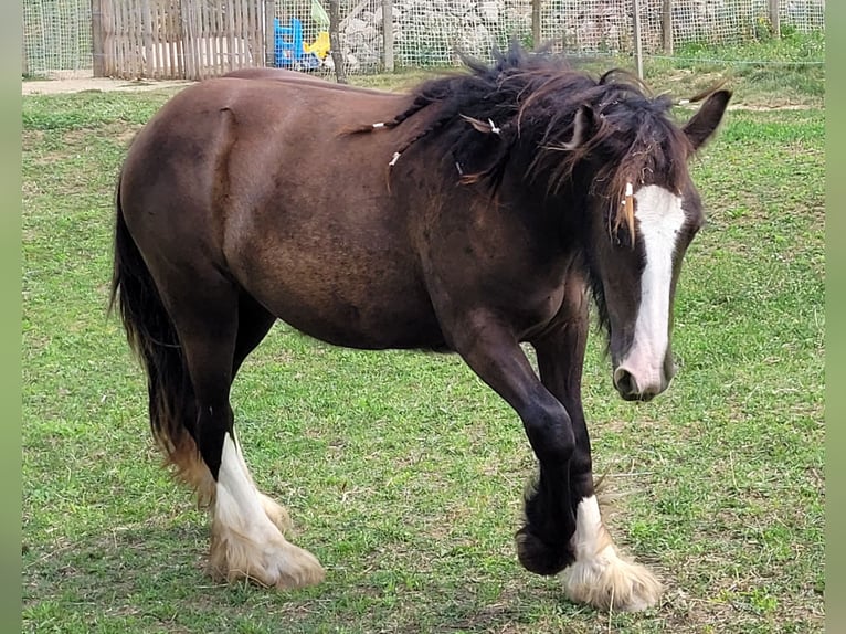 Gypsy Horse Mare 1 year 14,2 hh in Hossz&#xFA;het&#xE9;ny