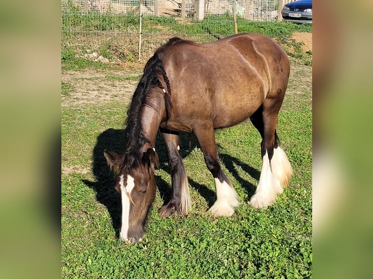 Gypsy Horse Mare 1 year 14,2 hh in Hossz&#xFA;het&#xE9;ny