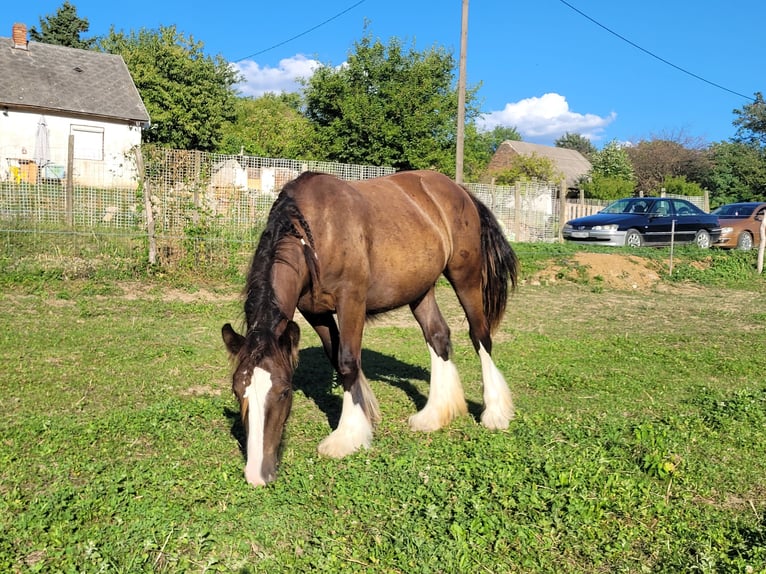 Gypsy Horse Mare 1 year 14,2 hh in Hossz&#xFA;het&#xE9;ny