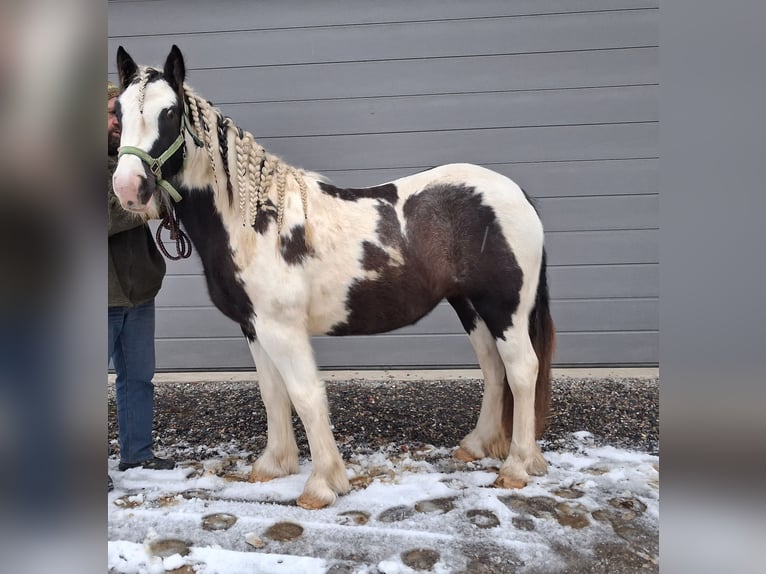 Gypsy Horse Mare 1 year 15,1 hh in Oberstaufen