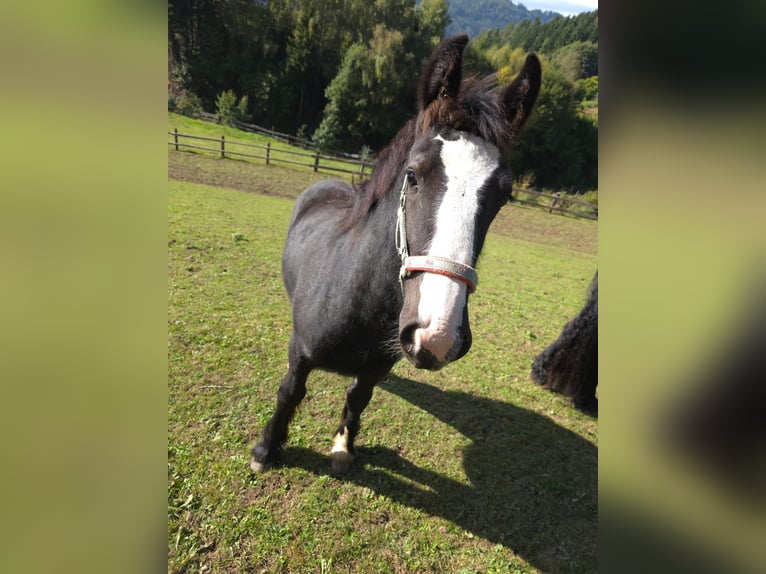 Gypsy Horse Mare 1 year Black in Kumpitz