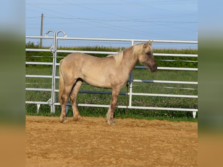 Gypsy Horse Mix Mare 1 year in Wrocław