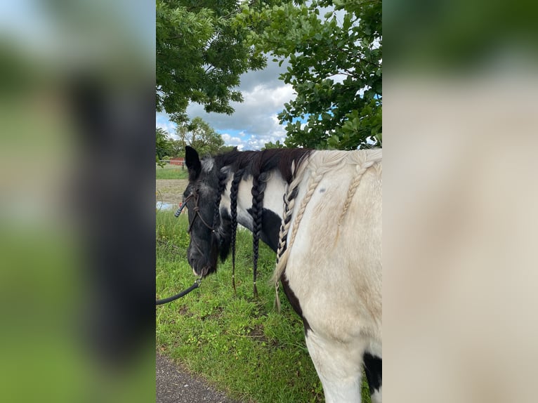 Gypsy Horse Mare 21 years 14,2 hh Pinto in Bergkirchen