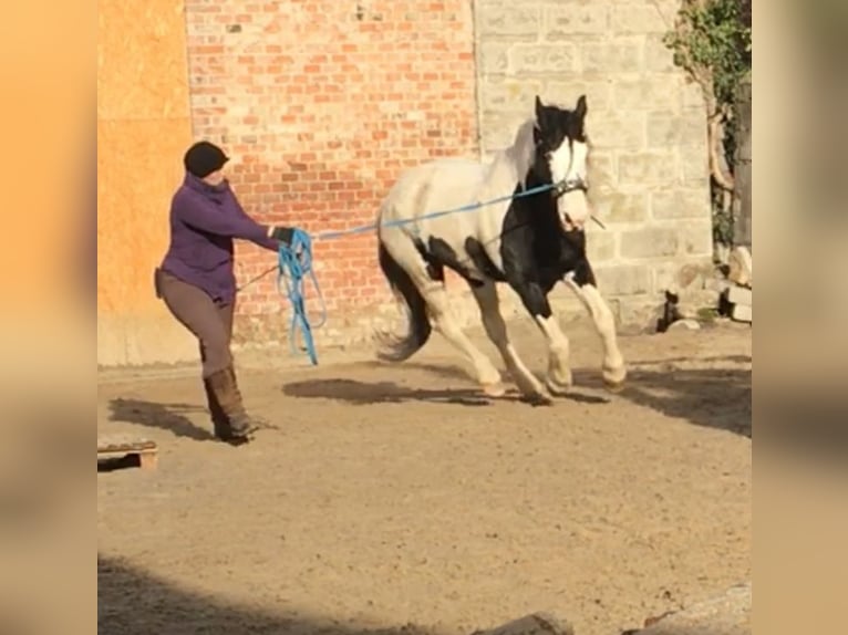 Gypsy Horse Mix Mare 21 years 15.1 hh Pinto in Engelhartstetten
