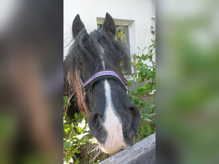 Gypsy Horse Mare 23 years 14 hh Black in Brilon Gypsy Horse Mare 23 years 14 hh Black in Brilon