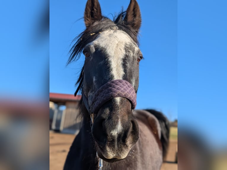 Gypsy Horse Mix Mare 24 years 16 hh Bay-Dark in N&#xFC;rtingen