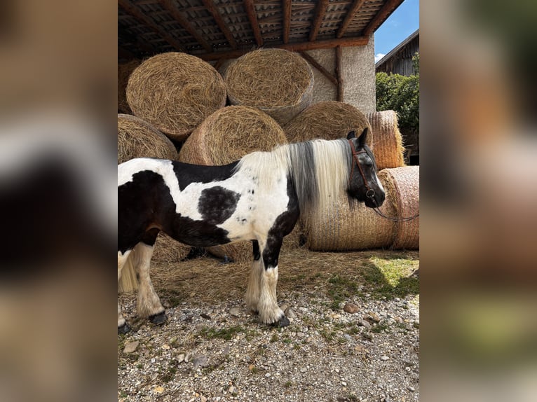 Gypsy Horse Mare 25 years 15,1 hh Pinto in Pramet
