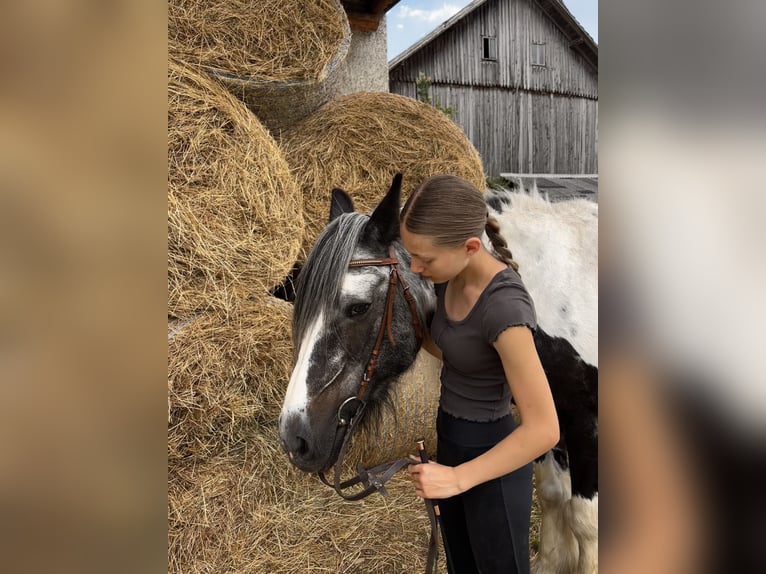 Gypsy Horse Mare 25 years 15,1 hh Pinto in Pramet