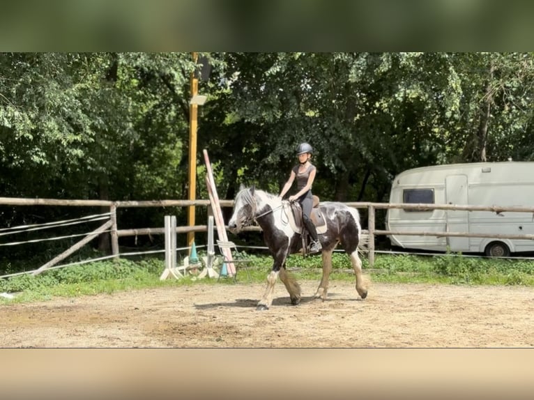 Gypsy Horse Mare 25 years 15,1 hh Pinto in Pramet