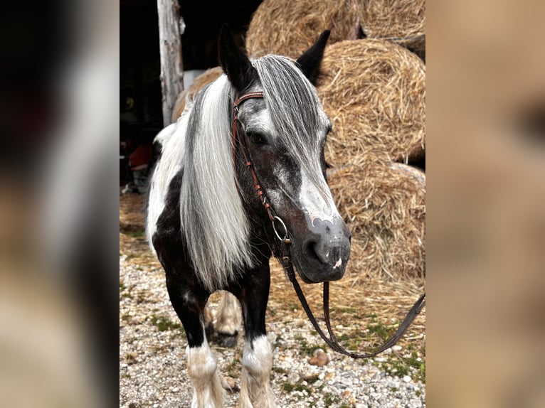 Gypsy Horse Mare 25 years 15,1 hh Pinto in Pramet