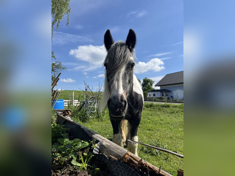 Gypsy Horse Mare 25 years 15,1 hh Pinto in Pramet