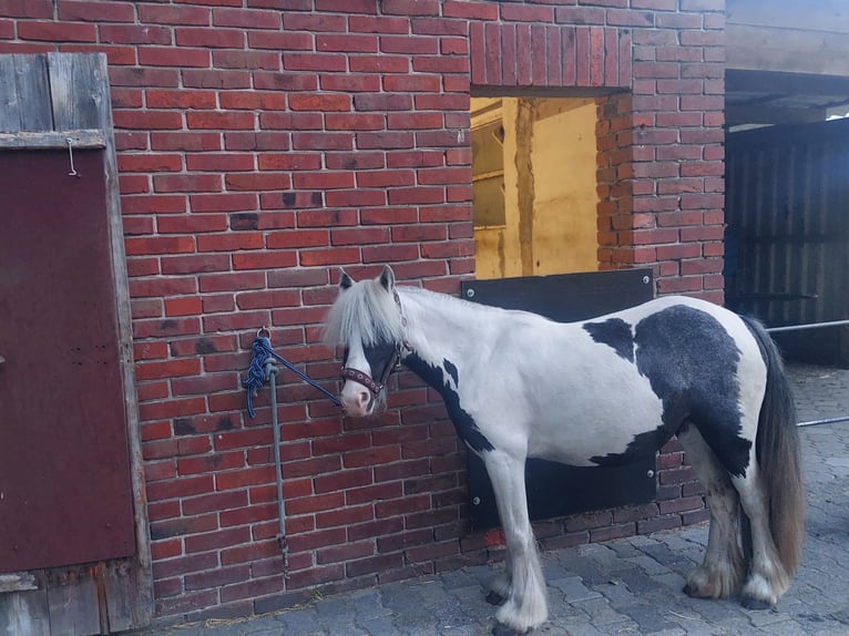 Gypsy Horse Mix Mare 2 years 11.2 hh Pinto in Verl