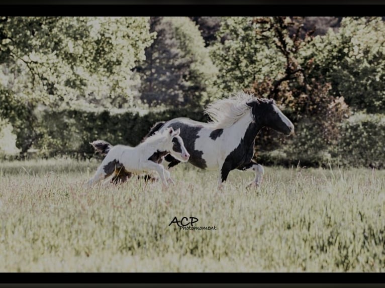 Gypsy Horse Mix Mare 2 years 11.2 hh Pinto in Verl