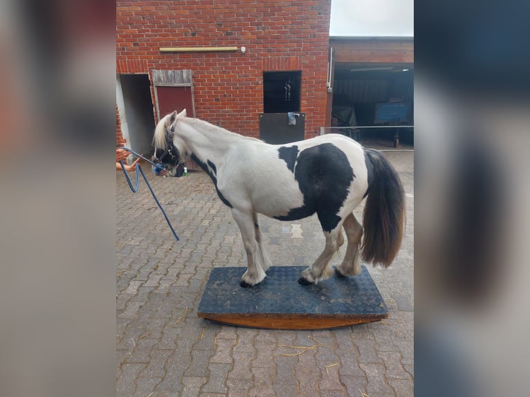 Gypsy Horse Mix Mare 2 years 11.2 hh Pinto in Verl