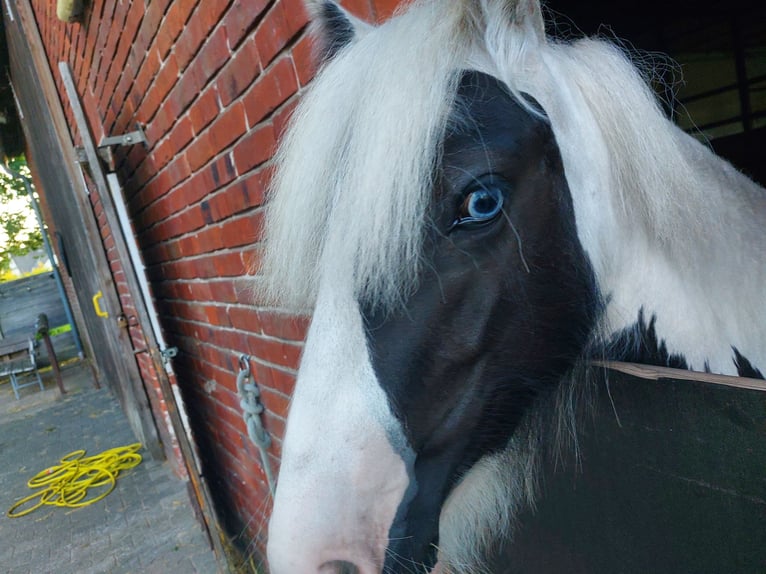 Gypsy Horse Mix Mare 2 years 11.2 hh Pinto in Verl