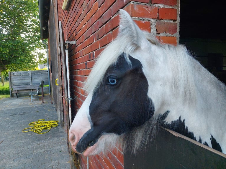 Gypsy Horse Mix Mare 2 years 11.2 hh Pinto in Verl