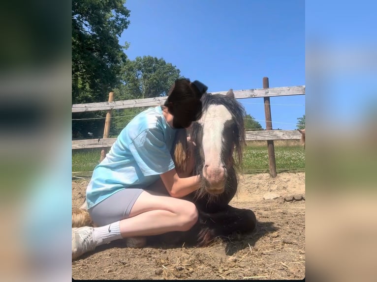 Gypsy Horse Mare 2 years 11,1 hh Black in VelbertVelbert