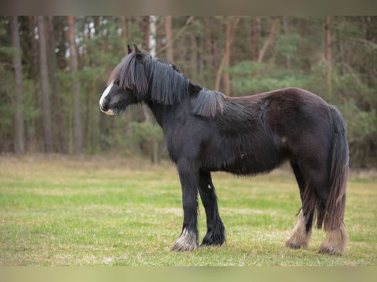 Gypsy Horse Mare 2 years 13,1 hh Black in Sejny