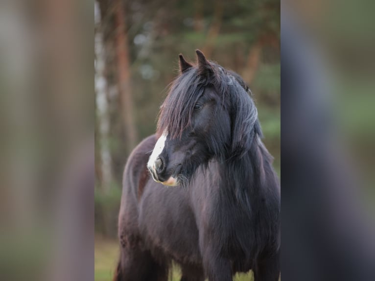 Gypsy Horse Mare 2 years 13,1 hh Black in Sejny