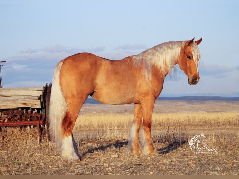 Gypsy Horse Mare 2 years 13,1 hh Palomino in Cody