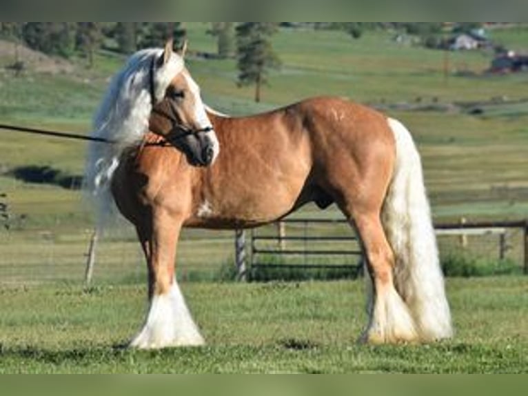 Gypsy Horse Mare 2 years 13,1 hh Palomino in Cody
