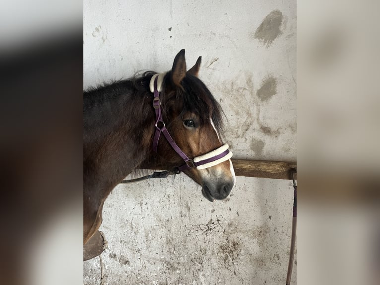 Gypsy Horse Mix Mare 2 years 13.2 hh Brown in Sonnleiten